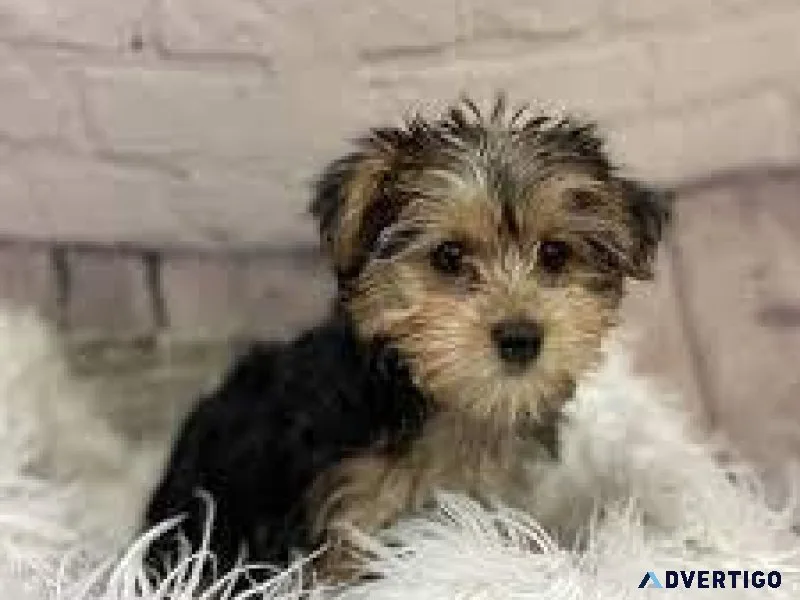 Yorkiemaltese mix (morkie)