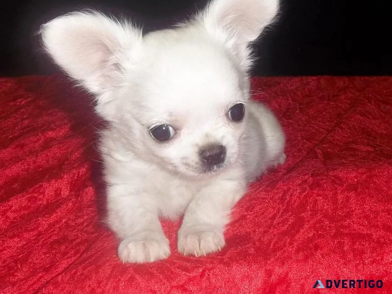 Tiny Apple Head Chihuahua