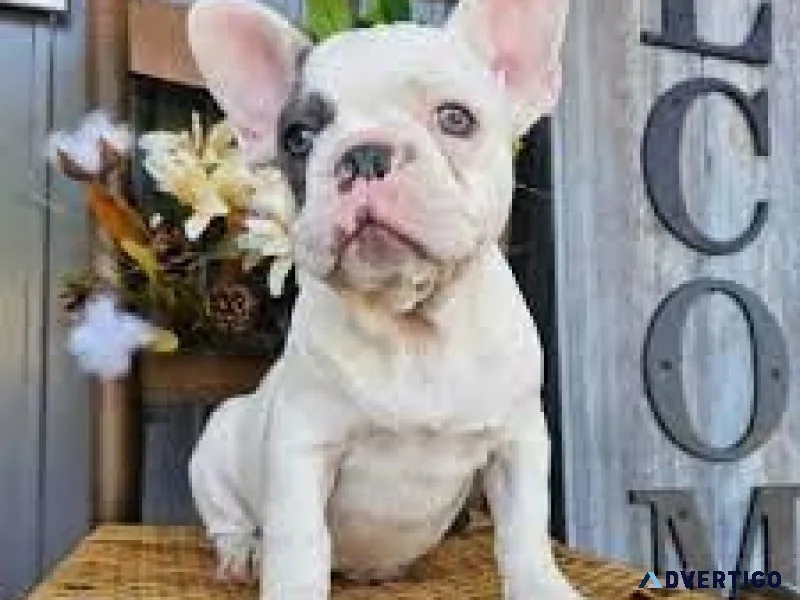 French bulldogs