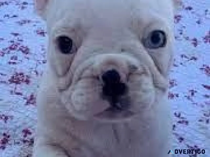 French Bulldog Pups