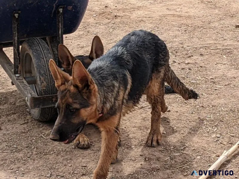 AKC Female German Shepherd