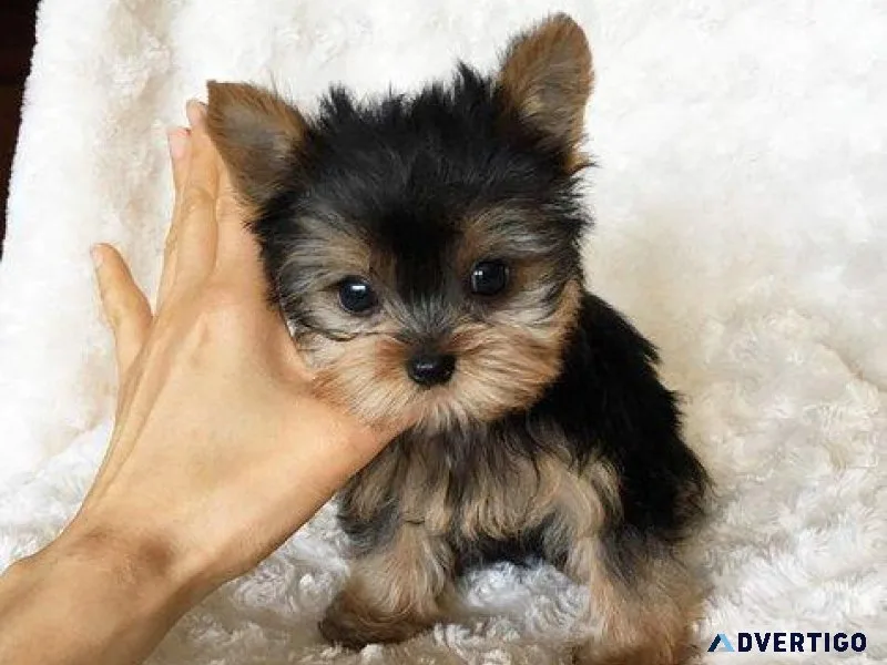 Purebred yorkie pups