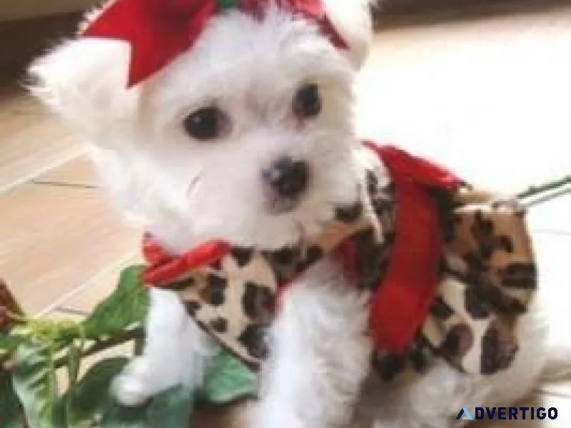 Registered Maltese Puppies