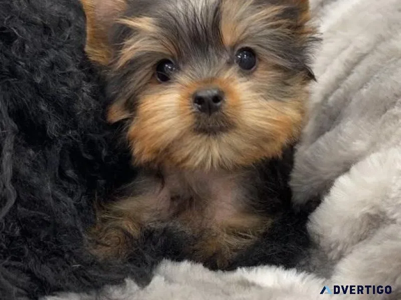 Tiny Poodle mix