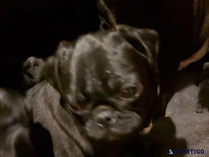 pug puppies