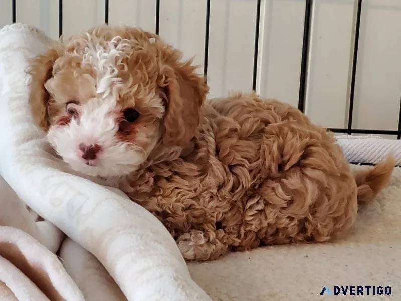 Red toy poodle puppies boy and girl