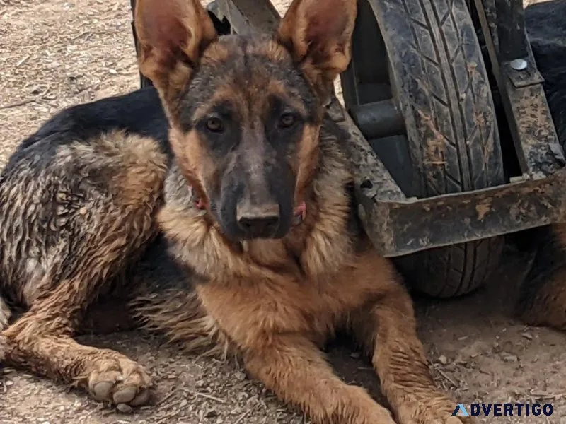AKC Female German Shepherd