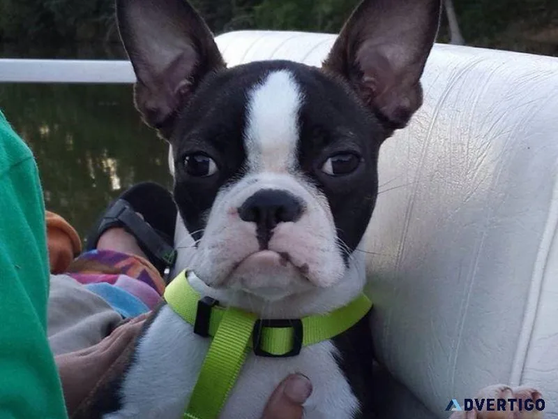 Frenchton puppies for sale