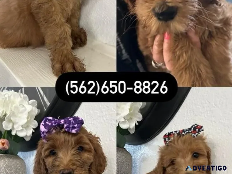 Standard Golden doodle puppies