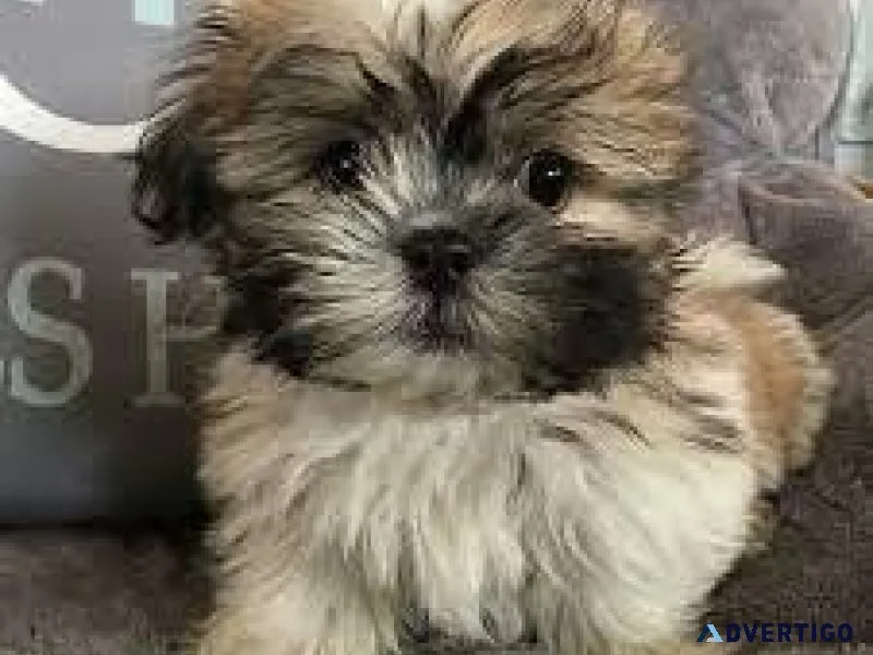 SHIHTZU MALTESE (MALSHI)