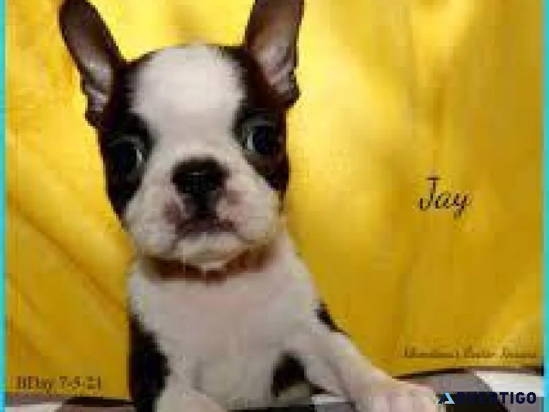 Boston Terrier puppies