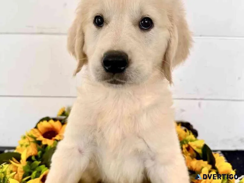 Gorgeous Golden Retriever Puppies available.