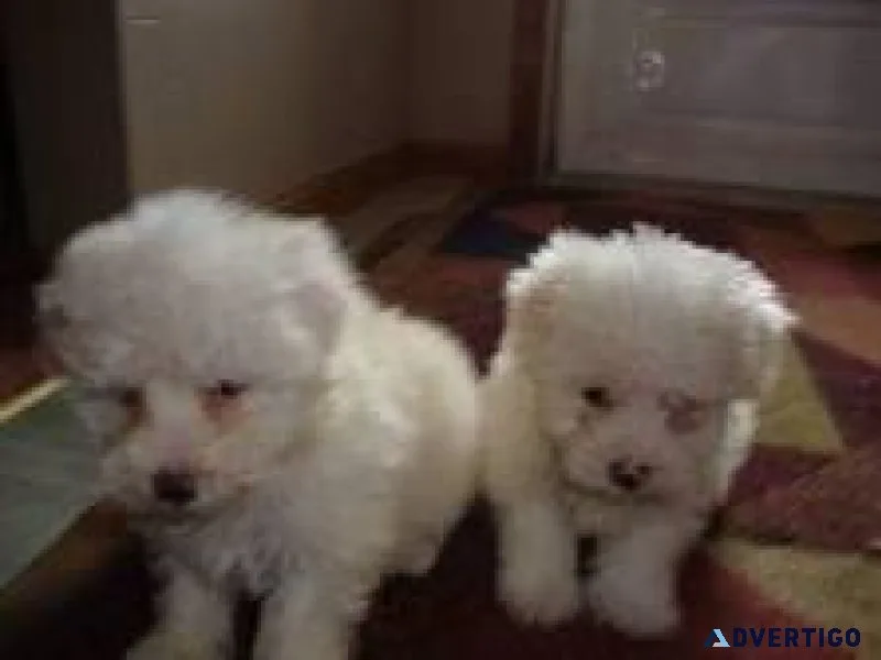 Special little Maltese puppies