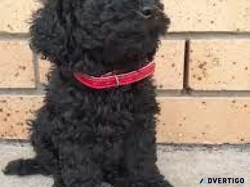 Black TOY POODLE PUREBRED