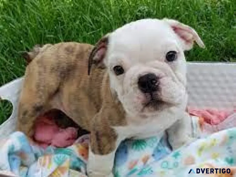 American Bulldog Puppies