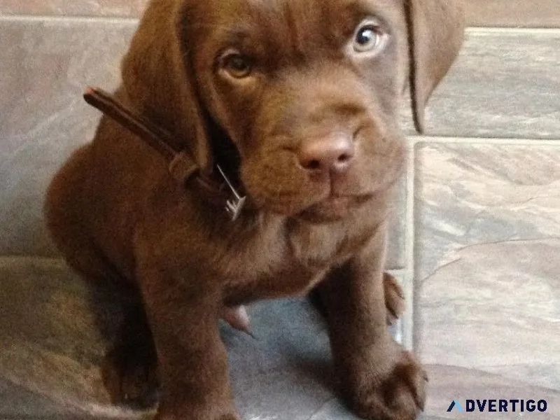 Chocolate lab puppies