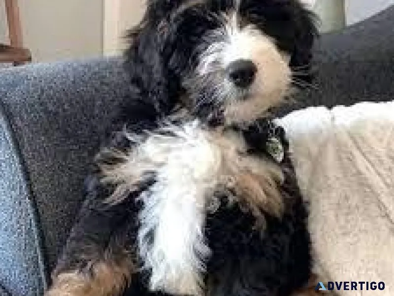 Mini Bernedoodles