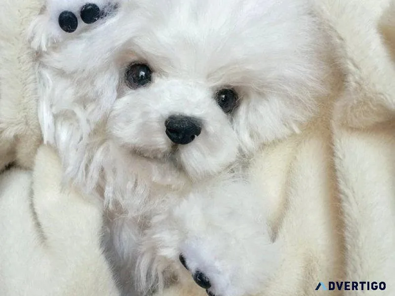 Bichon Frise puppies