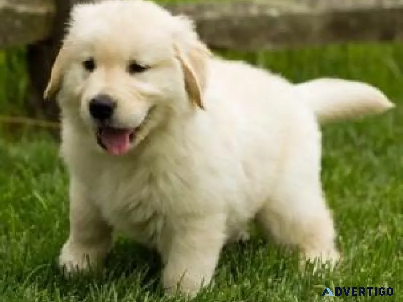 Cute Labrador retriever Puppies Available