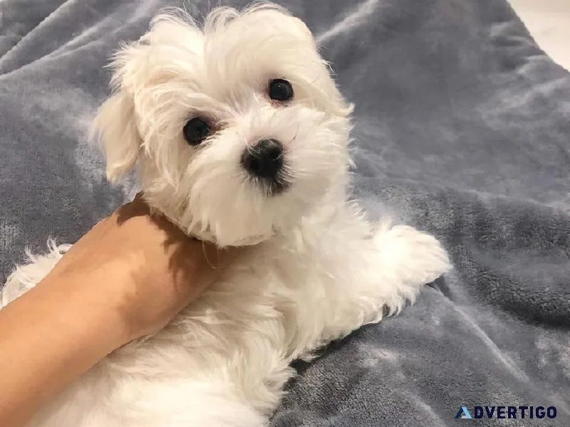 vjyk  Available MALTIPOO  puppies