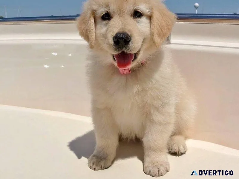 bfhj Golden Retriever Puppies