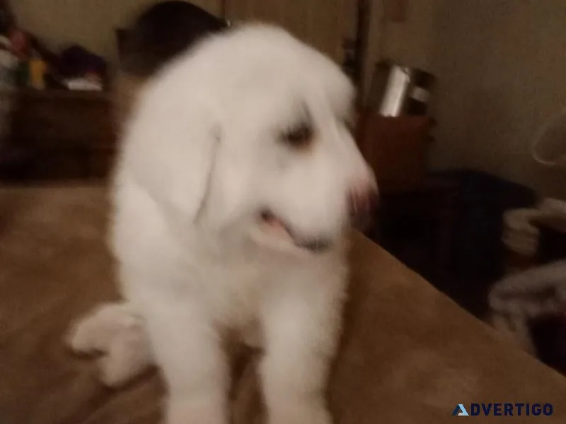 Great Pyrenese female