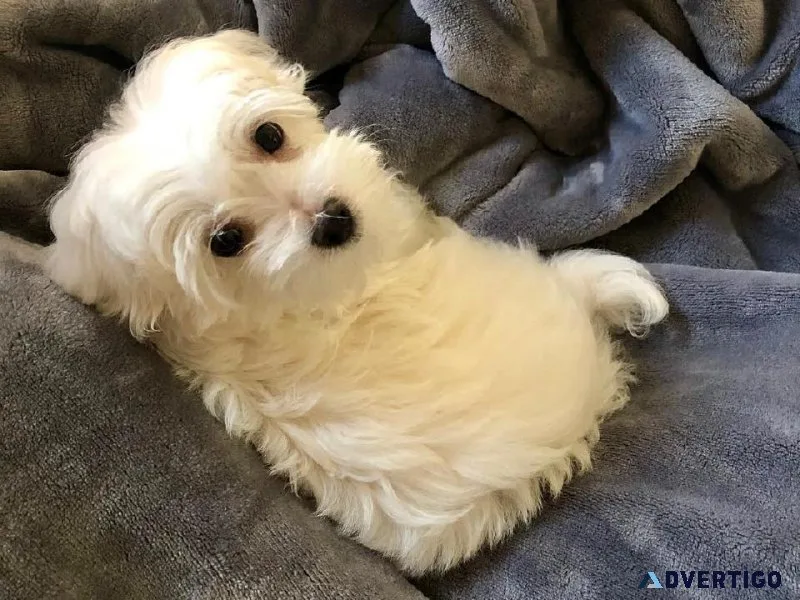 tjjt  Charming MALTIPOO  puppies