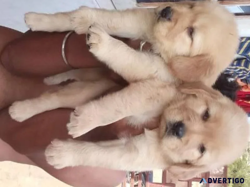 Cute Labrador Retriever puppies for sale