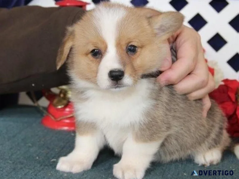 njfg   Pembroke Welsh Corgi puppies