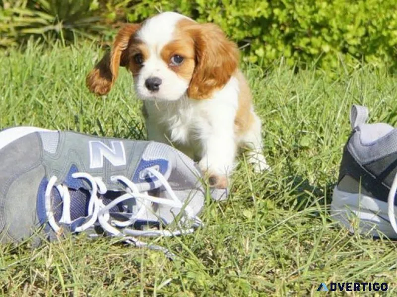 hfjgk Cavalier King Charles puppies