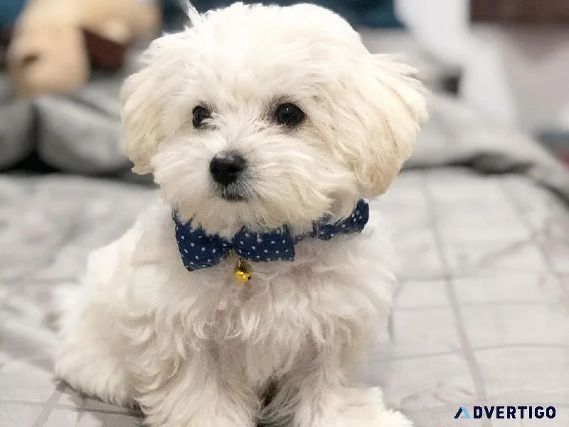 vhrh Maltese Puppies