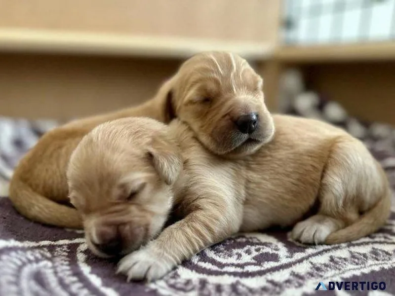 gkyyy Golden Retriever puppies