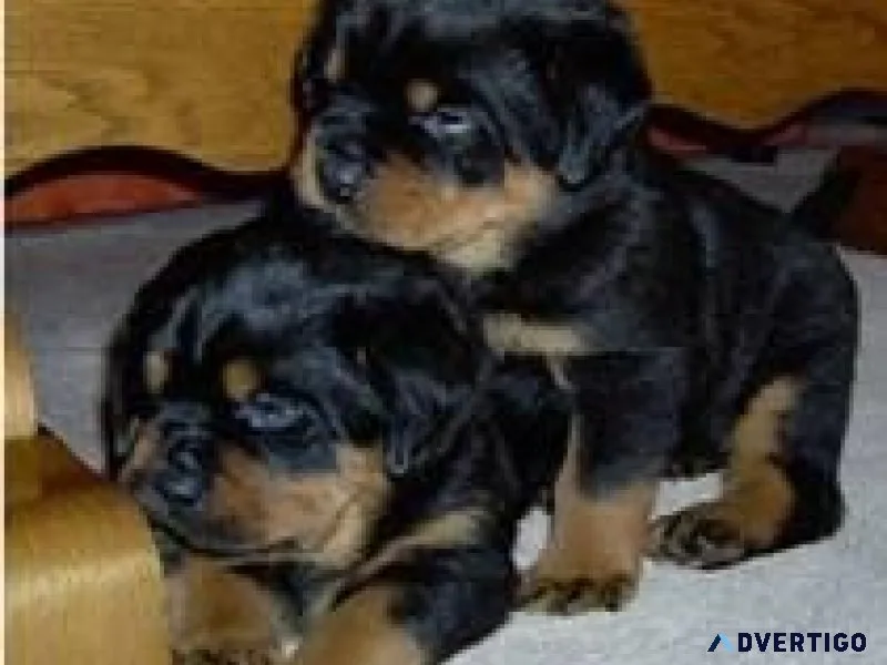Black Rottweilers Puppies