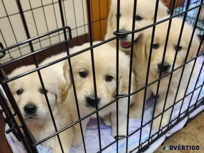 Socialize Available Golden Retriever