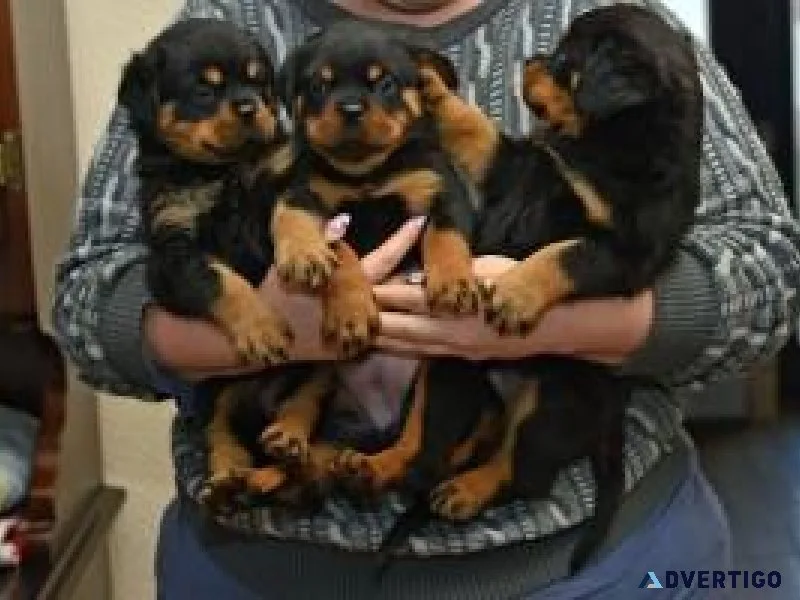 Gorgeous male and female Rottweilers puppies