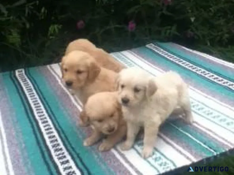 Energetic Golden Retriever Puppies