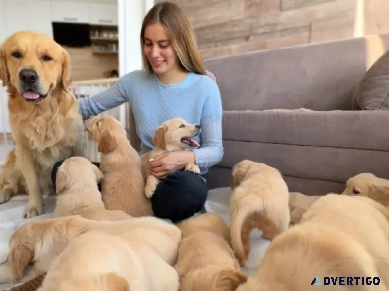 Quality Golden Retriever puppies