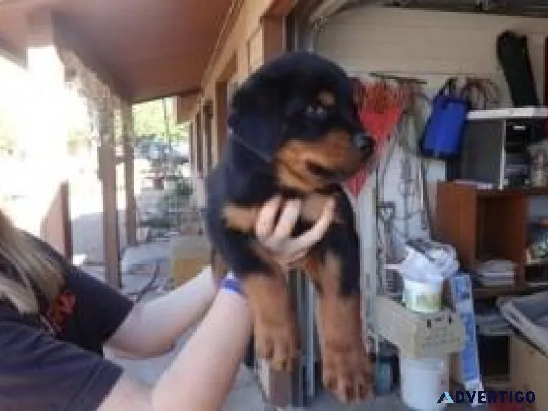 Purebred Rottweilers for Adoption