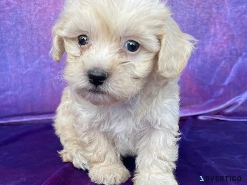 Quality Maltese Puppies