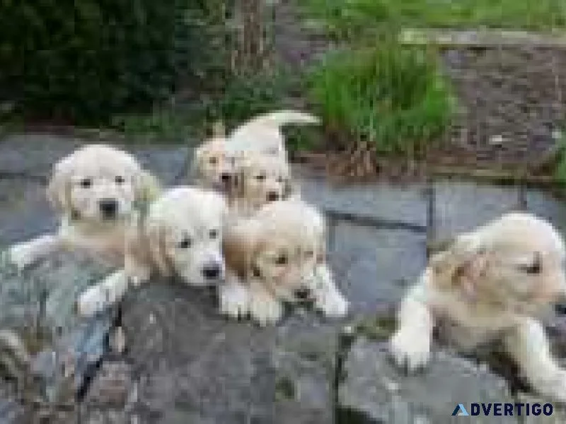 Charming male and female Golden Retriever puppies for adoption