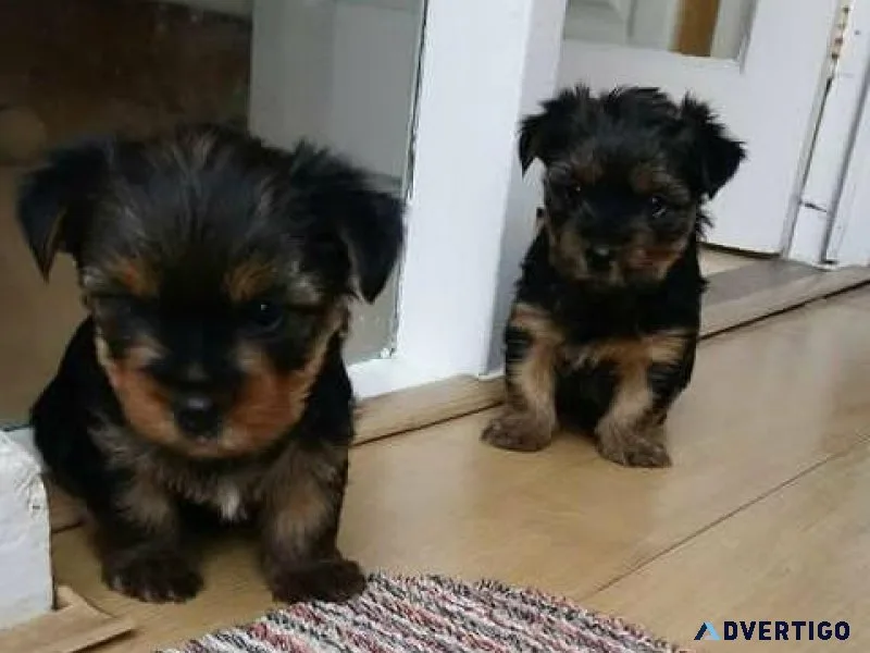 Socialize Yorkshire Terrier Puppies