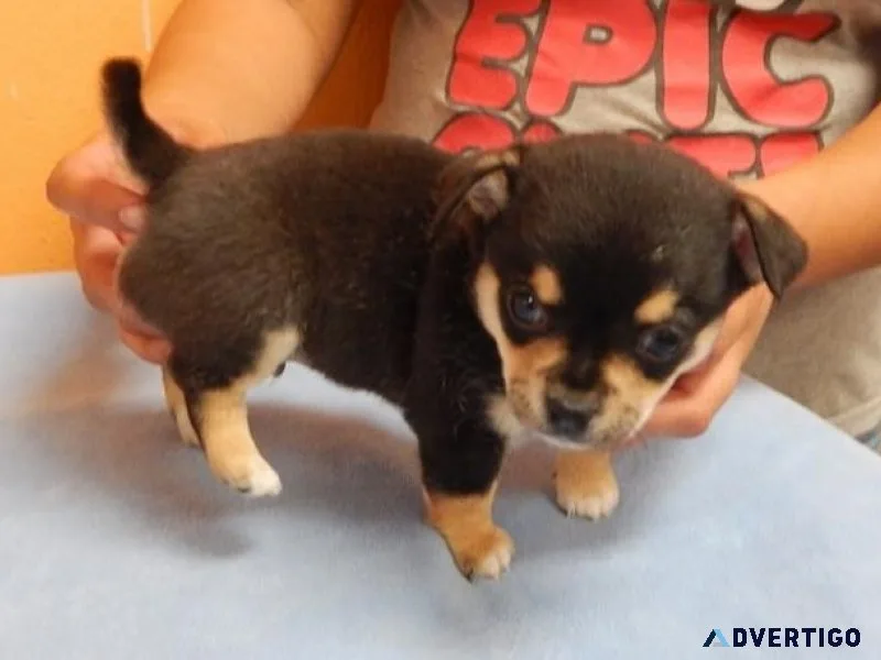 zdht Chihuahua Puppies