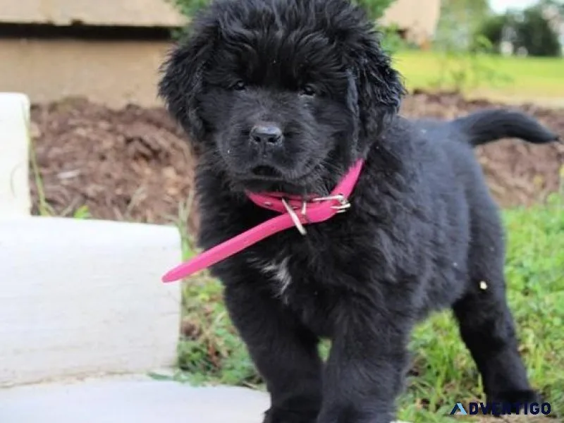 Socialize Newfoundland Puppies