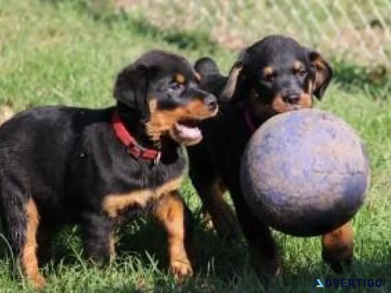 Nice and Healthy Rottweilers Puppies