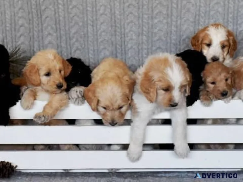 Awesome Rottweilers Puppies