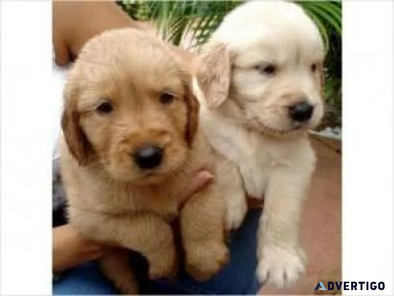 Marvelous Golden Retriever Pups