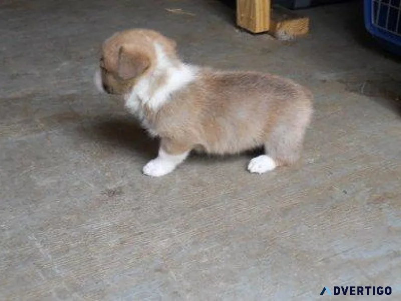 Quality Pembroke Welsh Corgi Puppies