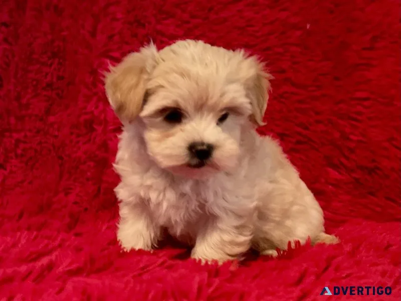 Maltipoo Puppies