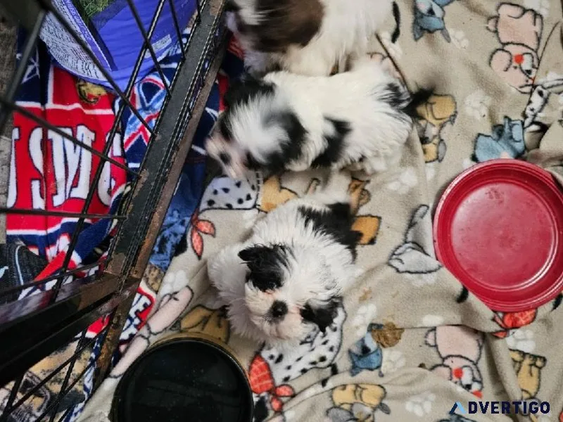 Shih Tzu