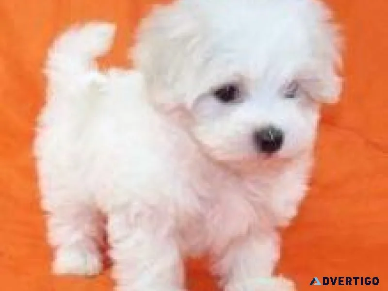 Exceptional AKC Maltese Puppies